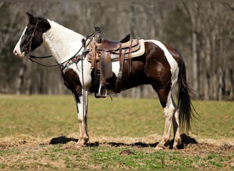 Paint Horse, Caballo castrado, 6 años, 155 cm, Tobiano-todas las-capas