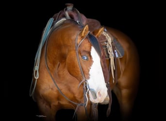 Paint Horse, Caballo castrado, 6 años, 157 cm, Castaño rojizo