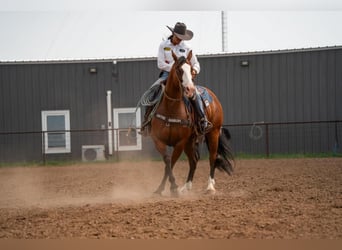 Paint Horse, Caballo castrado, 6 años, 157 cm, Castaño rojizo