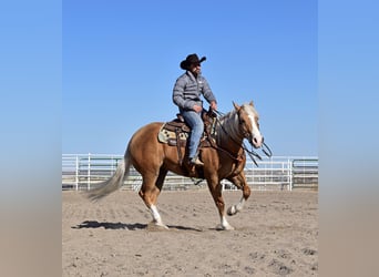 Paint Horse, Caballo castrado, 6 años, 157 cm, Palomino