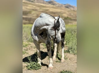 Paint Horse, Caballo castrado, 6 años, 157 cm, Tordo