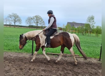 Paint Horse, Caballo castrado, 6 años, 158 cm, Pío