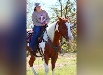 Paint Horse, Caballo castrado, 6 años, 160 cm, Pío