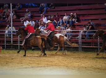 Paint Horse, Caballo castrado, 6 años, 160 cm, Pío