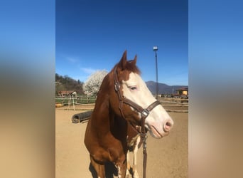 Paint Horse, Caballo castrado, 6 años, 162 cm, Pío