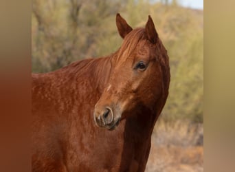 Paint Horse, Caballo castrado, 6 años, 168 cm, Alazán rojizo