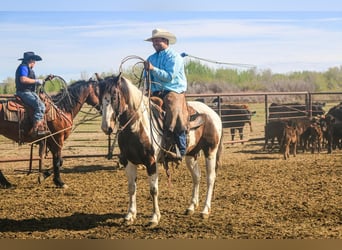 Paint Horse, Caballo castrado, 6 años, Buckskin/Bayo