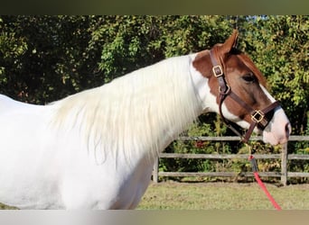 Paint Horse Mestizo, Caballo castrado, 6 años