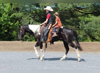 Paint Horse Mestizo, Caballo castrado, 6 años