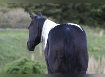 Paint Horse Mestizo, Caballo castrado, 6 años
