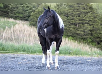 Paint Horse Mestizo, Caballo castrado, 6 años