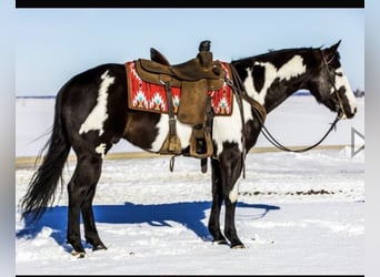 Paint Horse, Caballo castrado, 6 años, Negro