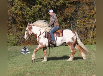 Paint Horse, Caballo castrado, 6 años, Overo-todas las-capas