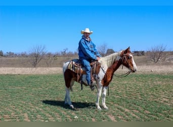 Paint Horse, Caballo castrado, 7 años, 132 cm, Tobiano-todas las-capas