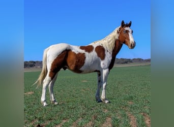 Paint Horse, Caballo castrado, 7 años, 132 cm, Tobiano-todas las-capas