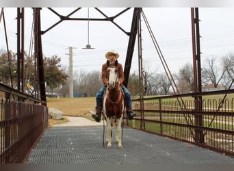 Paint Horse, Caballo castrado, 7 años, 132 cm, Tobiano-todas las-capas