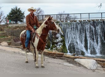 Paint Horse, Caballo castrado, 7 años, 132 cm, Tobiano-todas las-capas