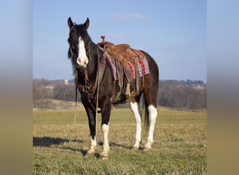 Paint Horse Mestizo, Caballo castrado, 7 años, 147 cm