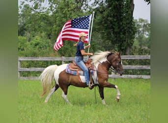 Paint Horse, Caballo castrado, 7 años, 147 cm, Tobiano-todas las-capas