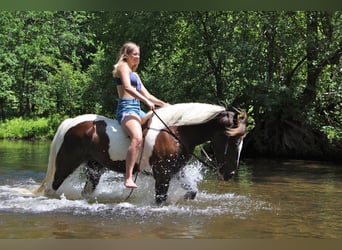 Paint Horse, Caballo castrado, 7 años, 147 cm, Tobiano-todas las-capas