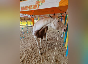 Paint Horse, Caballo castrado, 7 años, 149 cm