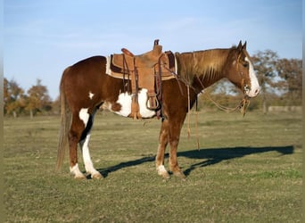 Paint Horse, Caballo castrado, 7 años, 150 cm, Alazán rojizo