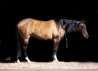 Paint Horse, Caballo castrado, 7 años, 150 cm, Bayo