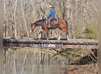 Paint Horse, Caballo castrado, 7 años, 150 cm, Castaño rojizo