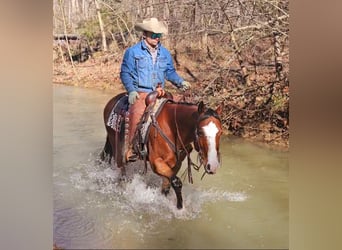 Paint Horse, Caballo castrado, 7 años, 150 cm, Castaño rojizo