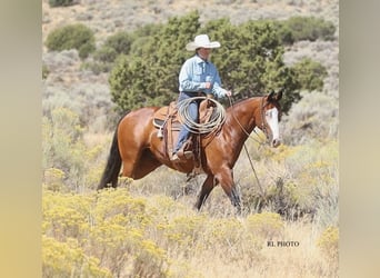 Paint Horse, Caballo castrado, 7 años, 150 cm, Castaño rojizo