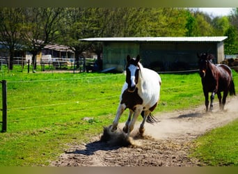 Paint Horse, Caballo castrado, 7 años, 150 cm, Grullo