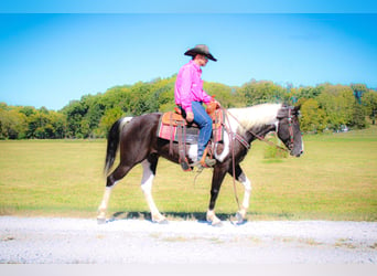 Paint Horse, Caballo castrado, 7 años, 150 cm, Negro