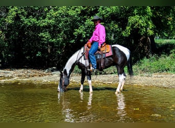 Paint Horse, Caballo castrado, 7 años, 150 cm, Negro