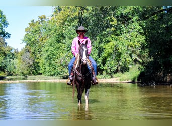 Paint Horse, Caballo castrado, 7 años, 150 cm, Negro