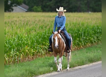 Paint Horse, Caballo castrado, 7 años, 150 cm, Palomino