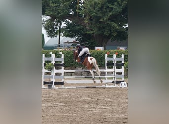 Paint Horse, Caballo castrado, 7 años, 150 cm, Pío