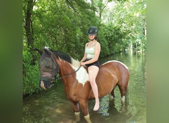 Paint Horse, Caballo castrado, 7 años, 150 cm, Pío