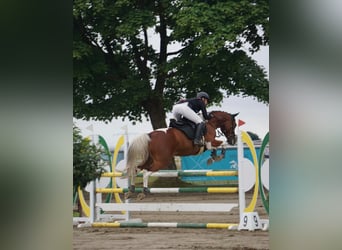 Paint Horse, Caballo castrado, 7 años, 150 cm, Pío