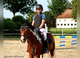 Paint Horse, Caballo castrado, 7 años, 150 cm, Pío