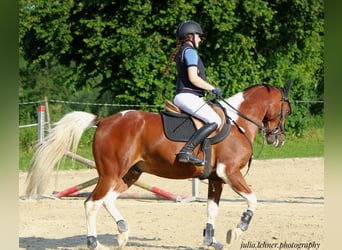 Paint Horse, Caballo castrado, 7 años, 150 cm, Pío