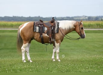 Paint Horse, Caballo castrado, 7 años, 150 cm, Tobiano-todas las-capas