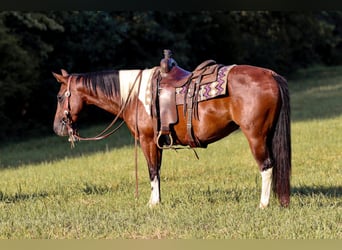 Paint Horse, Caballo castrado, 7 años, 150 cm, Tobiano-todas las-capas
