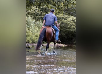 Paint Horse, Caballo castrado, 7 años, 150 cm, Tobiano-todas las-capas