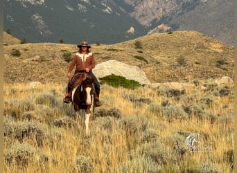 Paint Horse, Caballo castrado, 7 años, 152 cm, Alazán-tostado