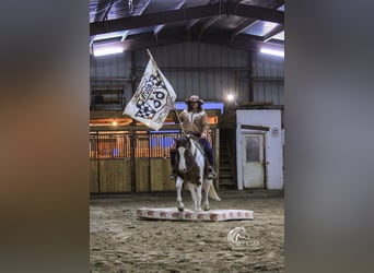 Paint Horse, Caballo castrado, 7 años, 152 cm, Alazán-tostado