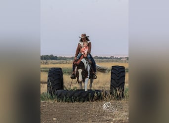 Paint Horse, Caballo castrado, 7 años, 152 cm, Alazán-tostado