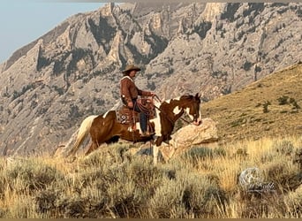 Paint Horse, Caballo castrado, 7 años, 152 cm, Alazán-tostado