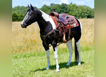 Paint Horse, Caballo castrado, 7 años, 152 cm, Negro