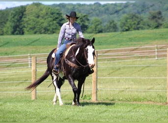 Paint Horse, Caballo castrado, 7 años, 152 cm, Negro