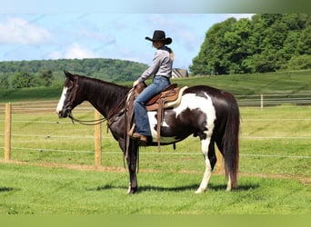 Paint Horse, Caballo castrado, 7 años, 152 cm, Negro